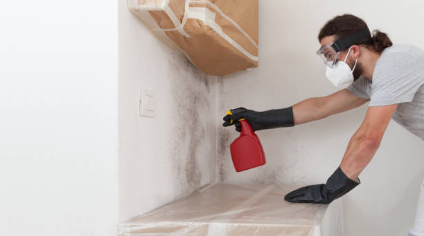 Professional Basement Mold Remediation technician working in Roslyn Heights, NY